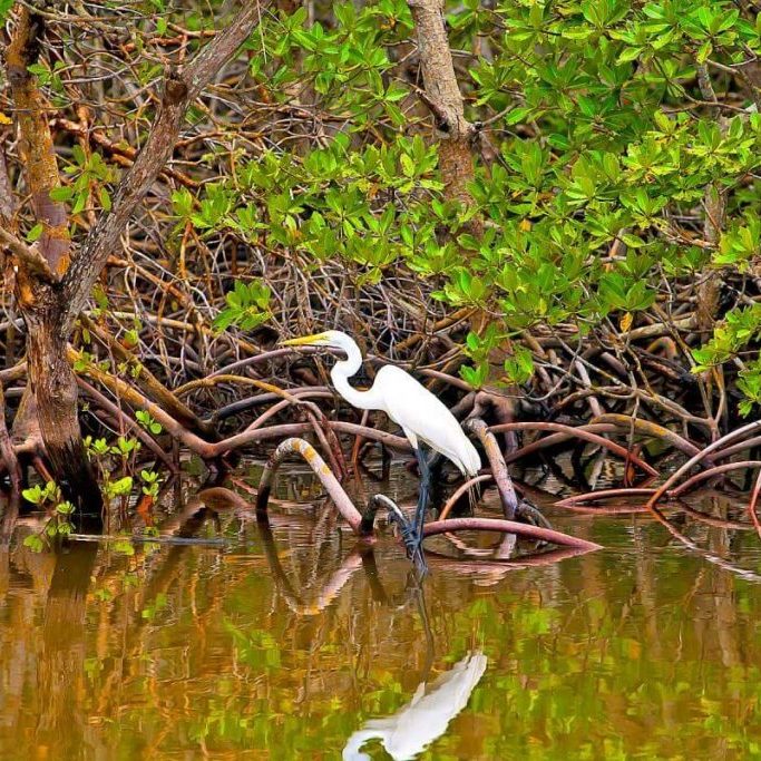 manglares-terraba-sierpe