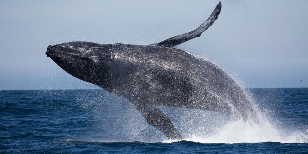 observación-ballenas-delfines