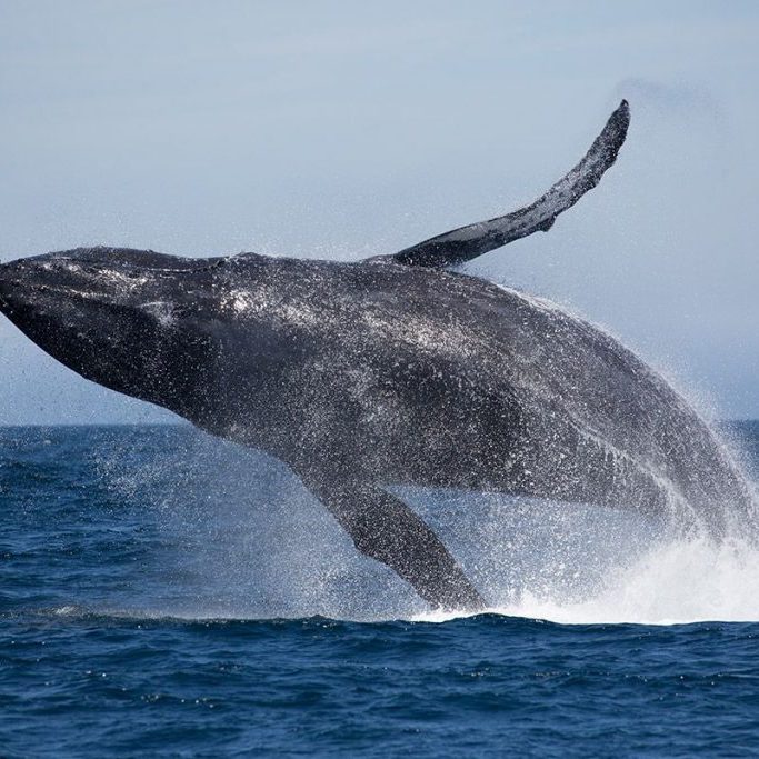 observación-ballenas-delfines